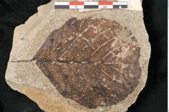 Foto (Detailansicht) von Alnus glutinosa (Linne) Gärtner (NHMW-GEO-2024-0188-15002)